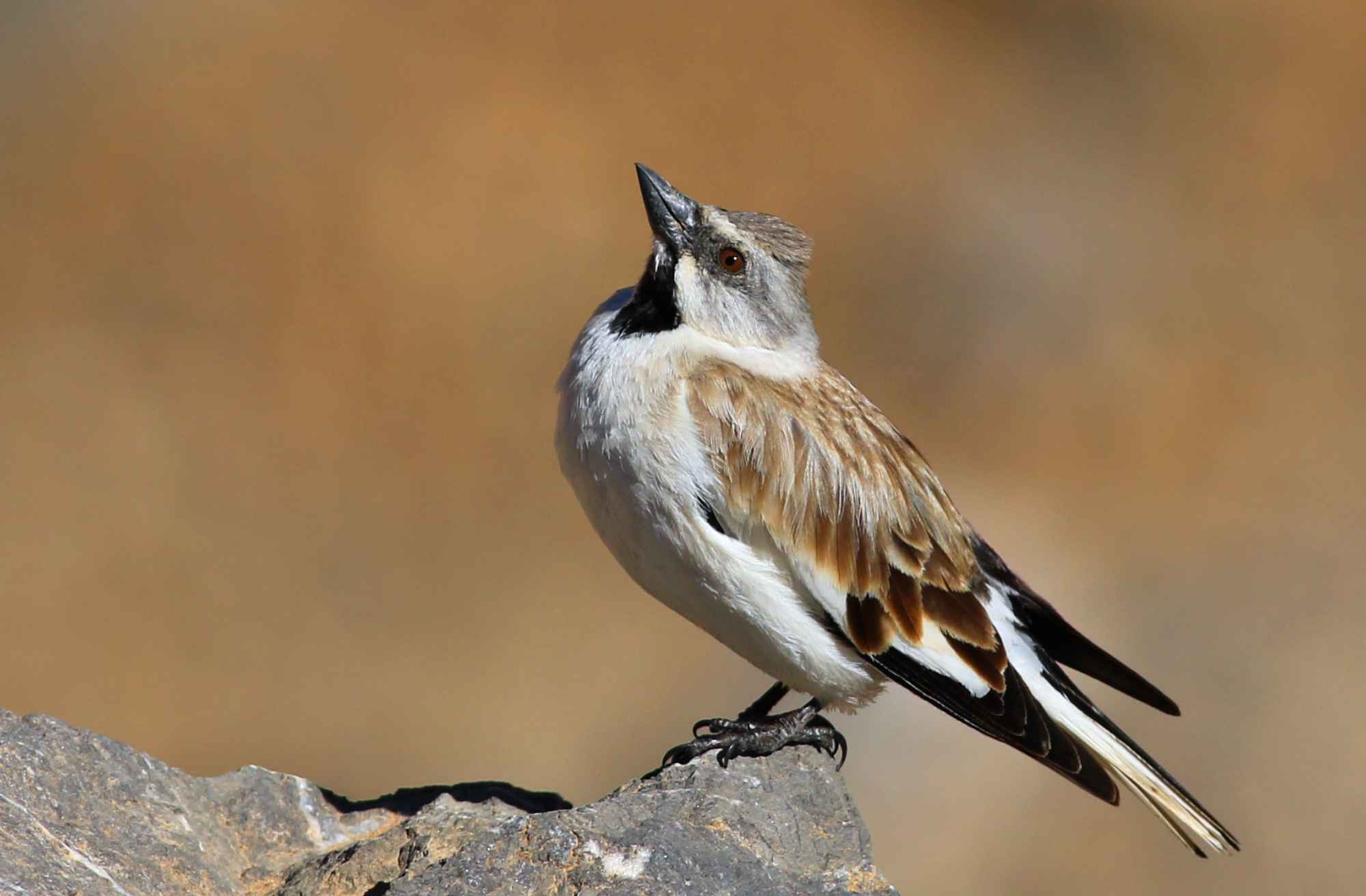 White-winged Snowfinch
